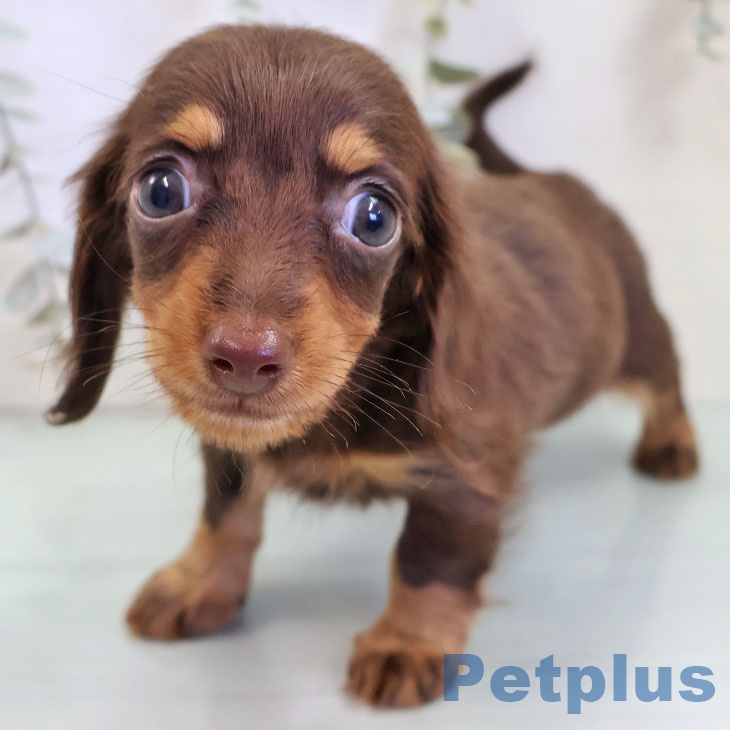 カニーンヘン・ダックスフンド