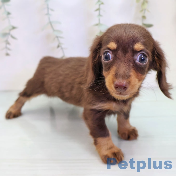 カニーンヘン・ダックスフンドの写真2