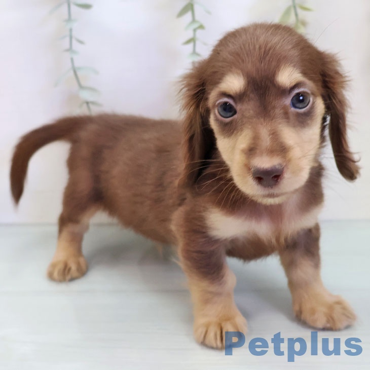 ミニチュア・ダックスフンド