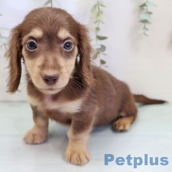 ミニチュア・ダックスフンドの写真2