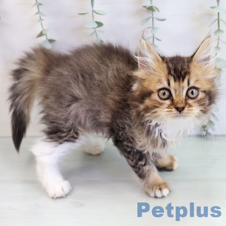 サイベリアンの写真2