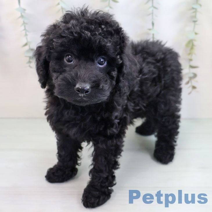 トイ・プードル