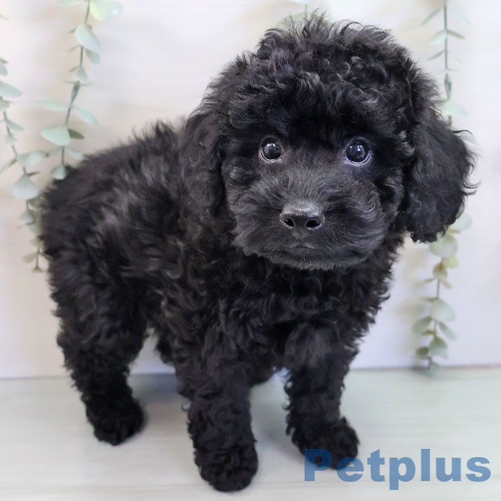 トイ・プードル