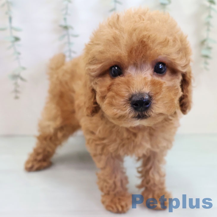 沖縄県のトイプードル(トイ) (ペットプラス 沖縄ライカム店/2025年9月14日生まれ/女の子/レッド)の子犬の2枚目の画像