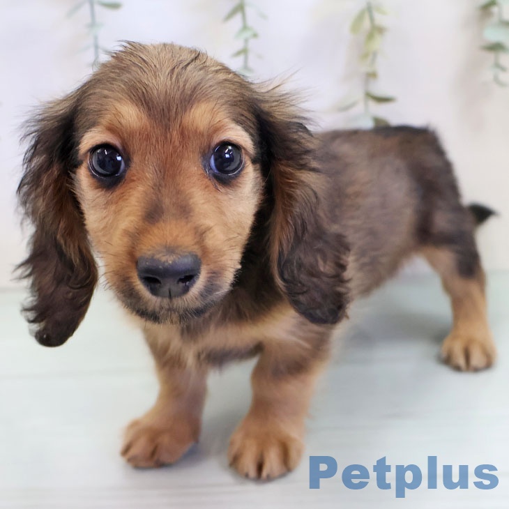 埼玉県のミニチュアダックスフンド(ロング) (ペットプラス 所沢店/2025年9月15日生まれ/男の子/シェーデットレッド)の子犬の1枚目の画像