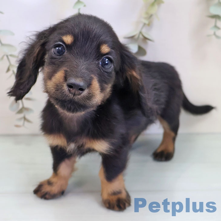 埼玉県のミニチュアダックスフンド(ロング) (ペットプラス 川口店/2025年9月15日生まれ/男の子/ブラックタン)の子犬の1枚目の画像