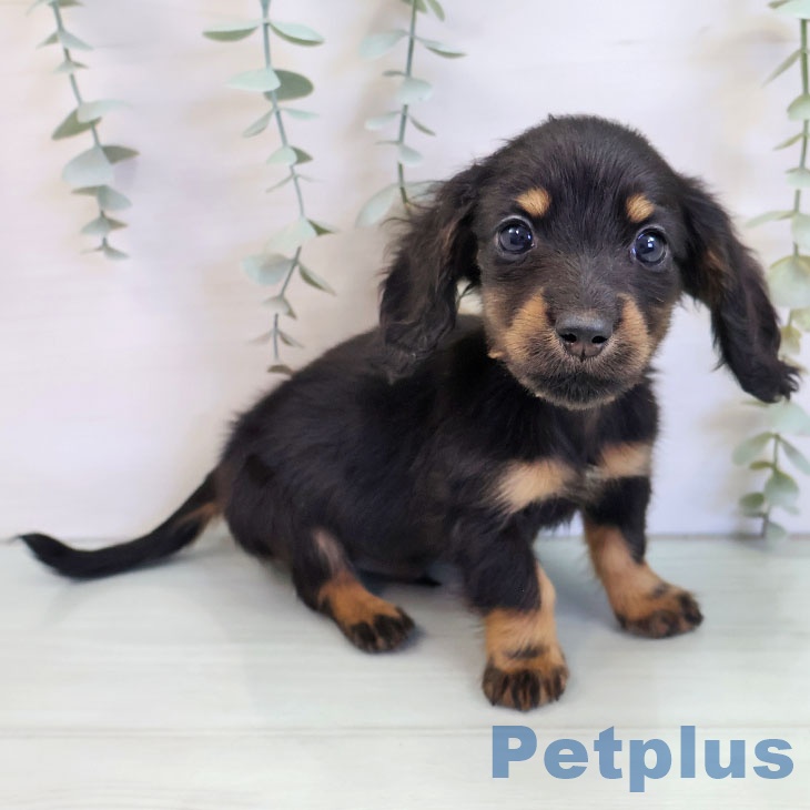 埼玉県のミニチュアダックスフンド(ロング) (ペットプラス 川口店/2025年9月15日生まれ/男の子/ブラックタン)の子犬の2枚目の画像