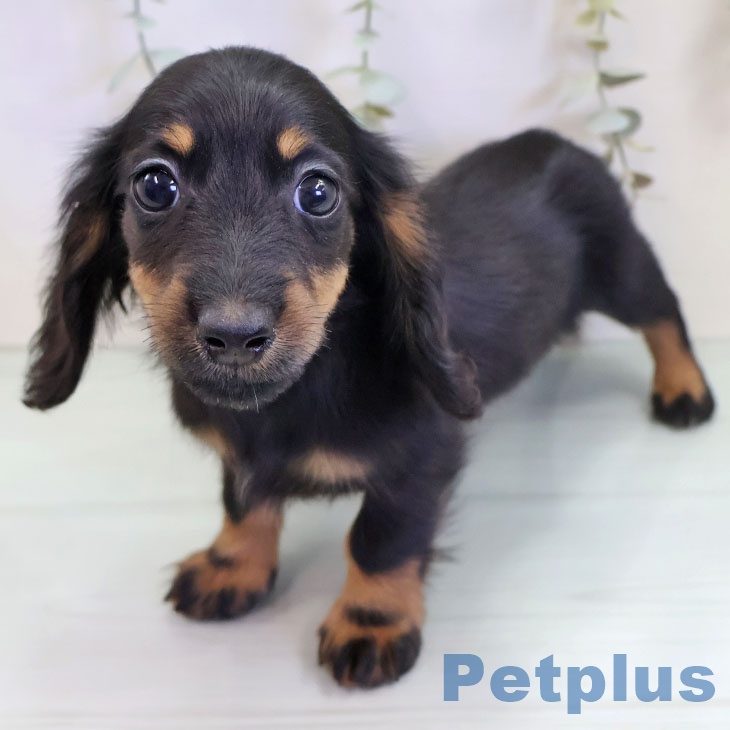 茨城県のミニチュアダックスフンド(ロング) (ペッツワン 阿見店/2025年9月15日生まれ/女の子/ブラックタン)の子犬の1枚目の画像