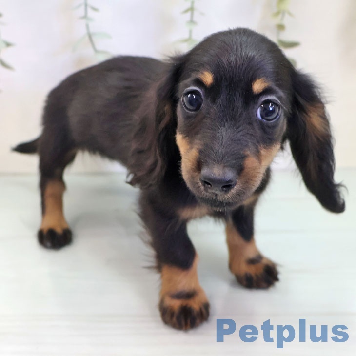 茨城県のミニチュアダックスフンド(ロング) (ペッツワン 阿見店/2025年9月15日生まれ/女の子/ブラックタン)の子犬の2枚目の画像