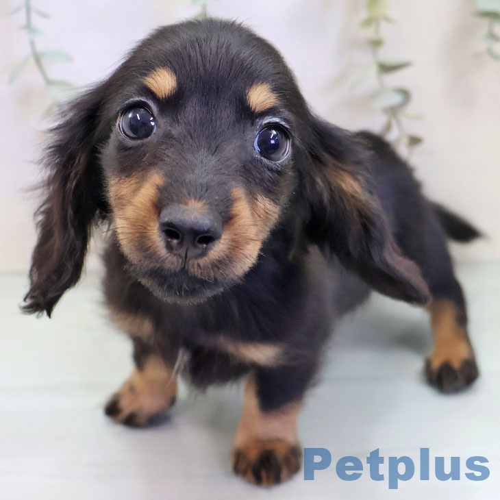 ミニチュア・ダックスフンド