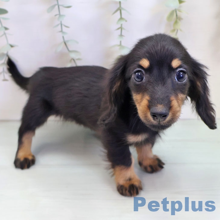 ミニチュア・ダックスフンドの写真2