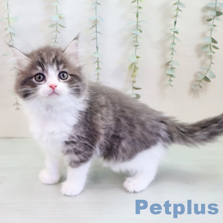 福岡県のマンチカン (ペットプラス 福岡店/2025年9月16日生まれ/男の子/ブルータビーホワイト)の子猫の2枚目の画像