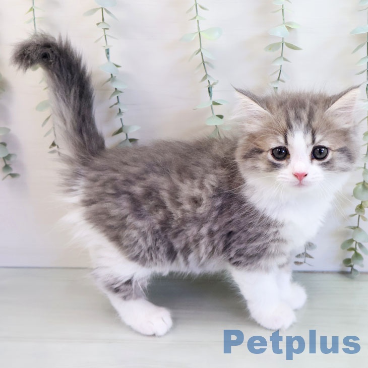 マンチカンの写真2