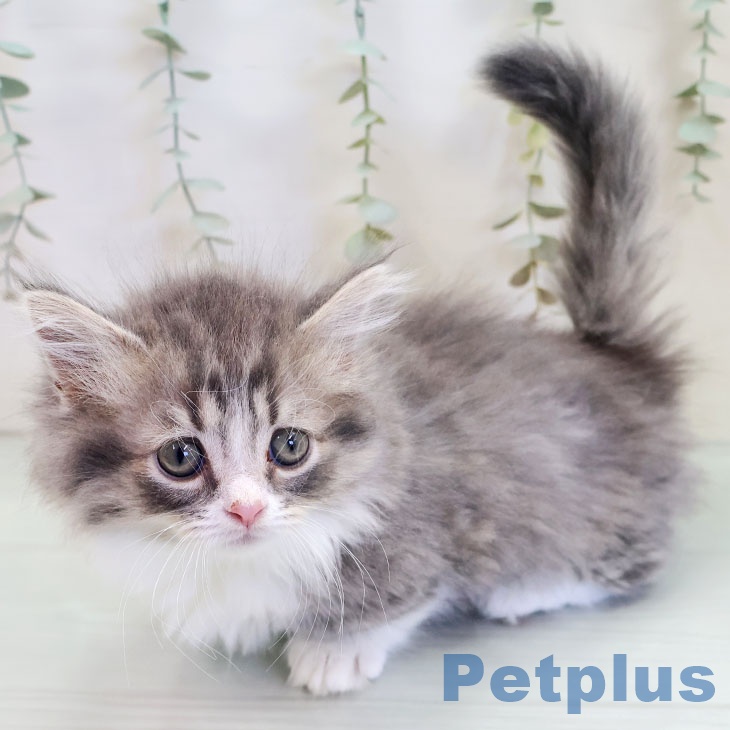 マンチカンの写真2