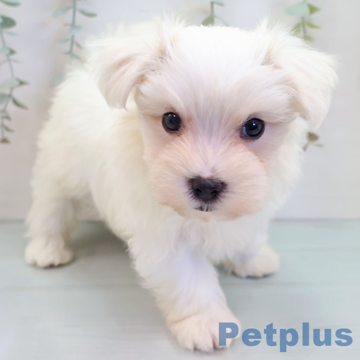 埼玉県のマルチーズ (ペットプラス 八潮店/2025年9月18日生まれ/女の子/ホワイト)の子犬の1枚目の画像