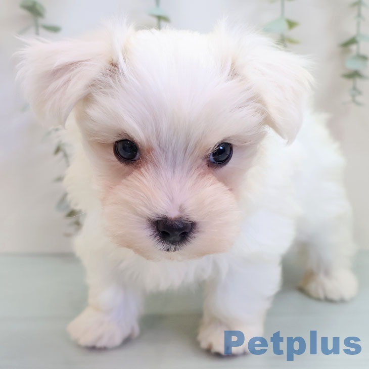 埼玉県のマルチーズ (ペットプラス 八潮店/2025年9月18日生まれ/女の子/ホワイト)の子犬の2枚目の画像