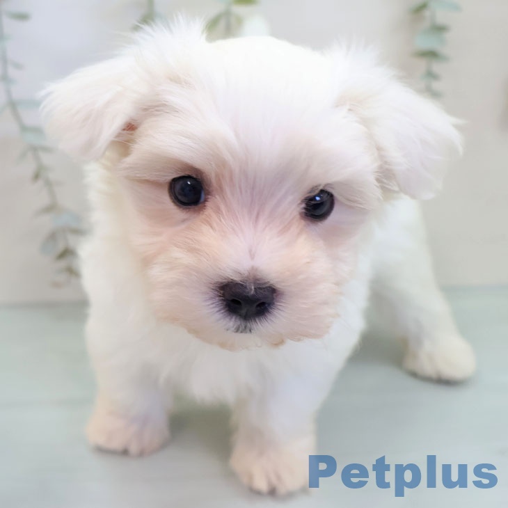 マルチーズの写真2