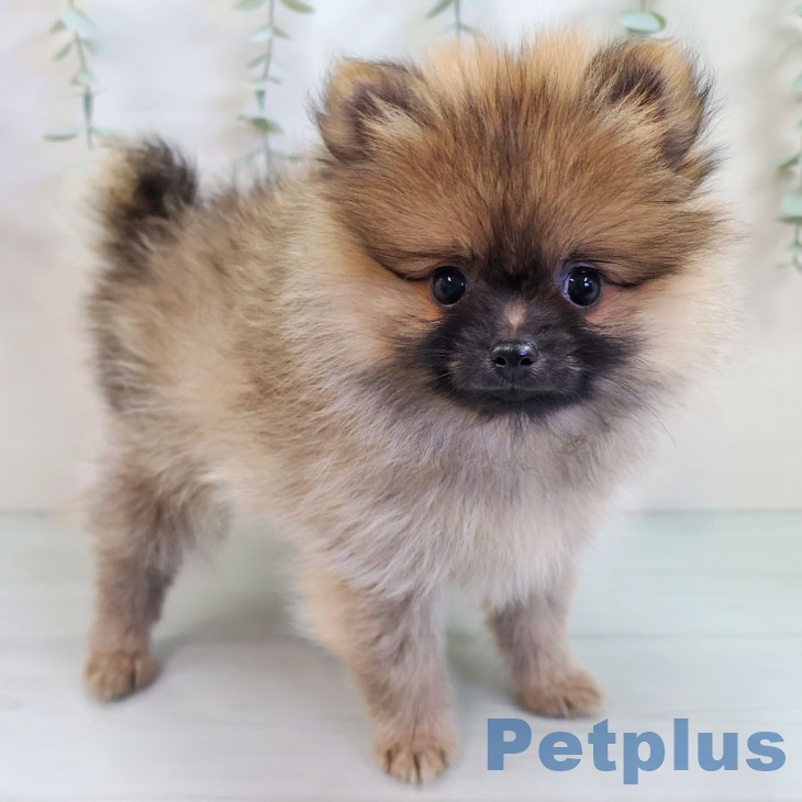 ポメラニアンの写真2