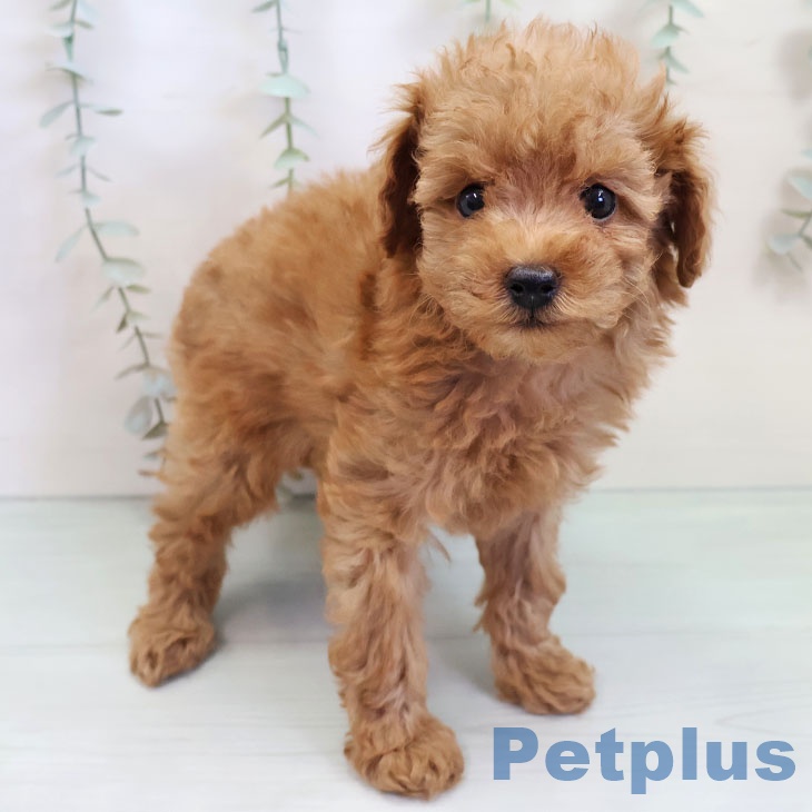 福岡県のトイプードル(トイ) (ペットプラス 香椎浜店/2025年9月11日生まれ/女の子/レッド)の子犬の1枚目の画像