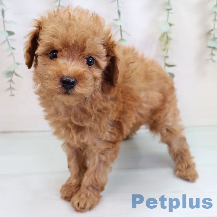 福岡県のトイプードル(トイ) (ペットプラス 香椎浜店/2025年9月11日生まれ/女の子/レッド)の子犬の2枚目の画像