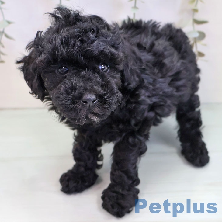 福岡県のトイプードル(トイ) (ペットプラス ららぽーと福岡店/2025年9月18日生まれ/男の子/ブラック)の子犬の1枚目の画像