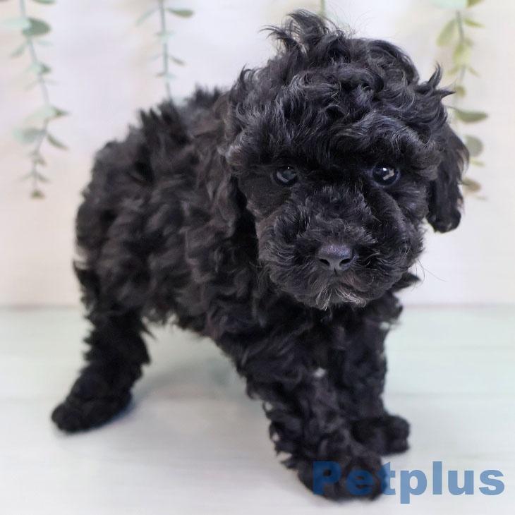福岡県のトイプードル(トイ) (ペットプラス ららぽーと福岡店/2025年9月18日生まれ/男の子/ブラック)の子犬の2枚目の画像