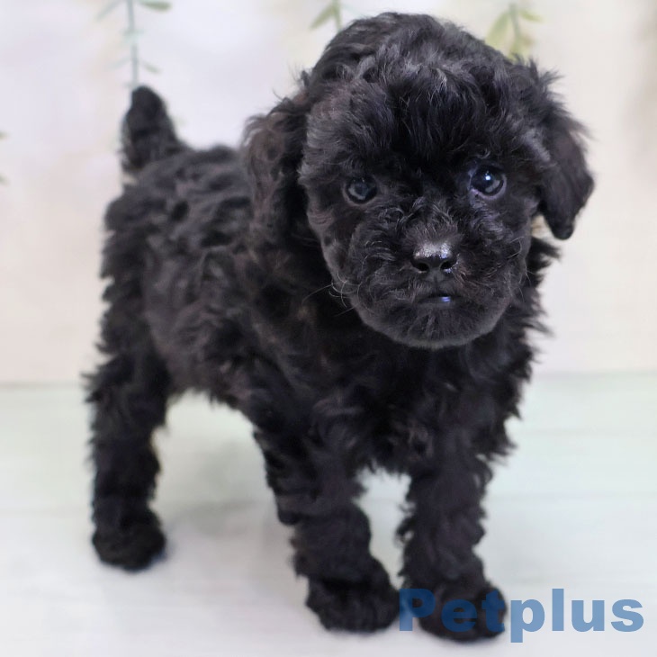 長崎県のトイプードル(トイ) (ペットプラス 長崎店/2025年9月18日生まれ/女の子/ブラック)の子犬の1枚目の画像