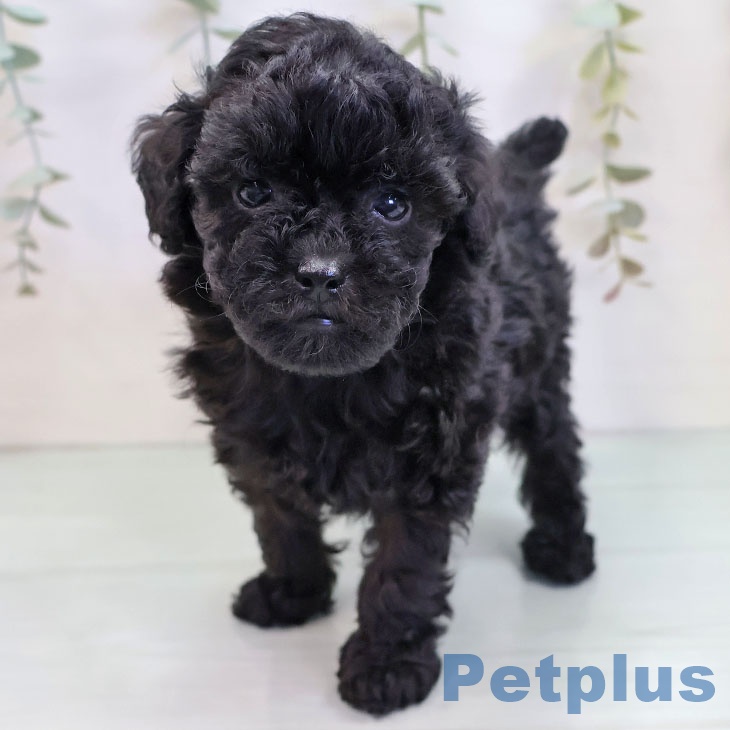 長崎県のトイプードル(トイ) (ペットプラス 長崎店/2025年9月18日生まれ/女の子/ブラック)の子犬の2枚目の画像