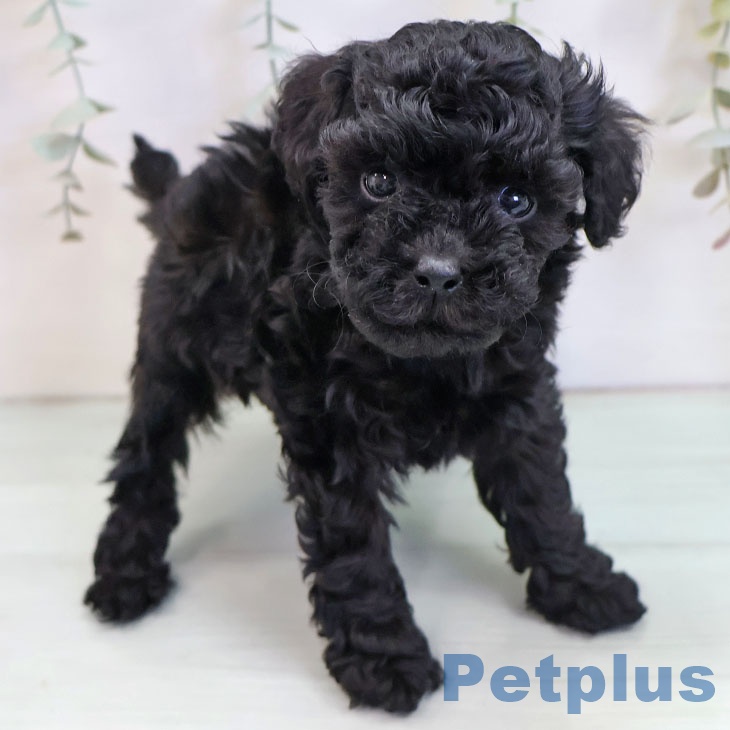 トイ・プードル