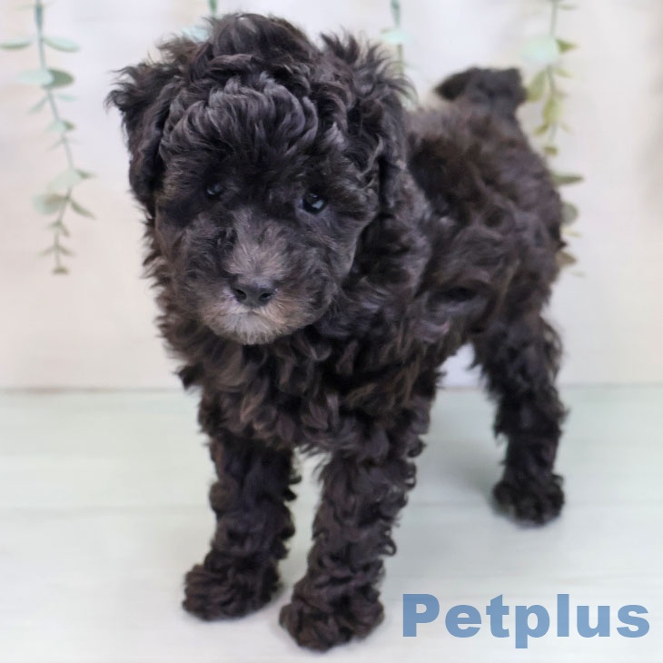 福岡県のトイプードル(トイ) (ペットプラス 福岡店/2025年9月19日生まれ/女の子/シルバー)の子犬の1枚目の画像