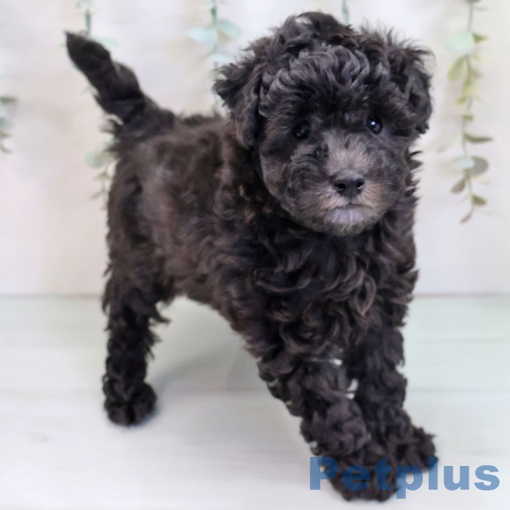 福岡県のトイプードル(トイ) (ペットプラス 福岡店/2025年9月19日生まれ/女の子/シルバー)の子犬の2枚目の画像