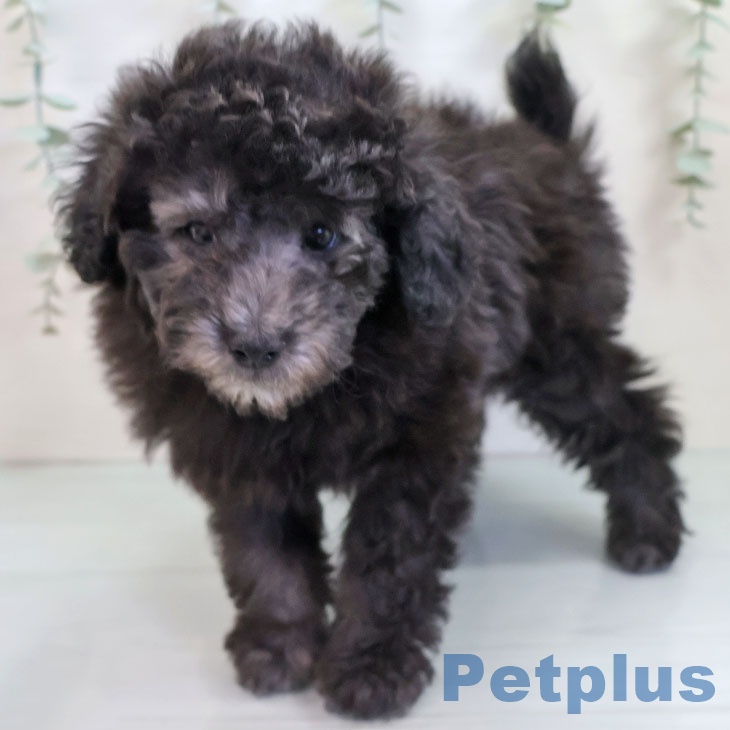 福岡県のトイプードル(トイ) (ペットプラス 八幡東店/2025年9月19日生まれ/男の子/シルバー)の子犬の1枚目の画像