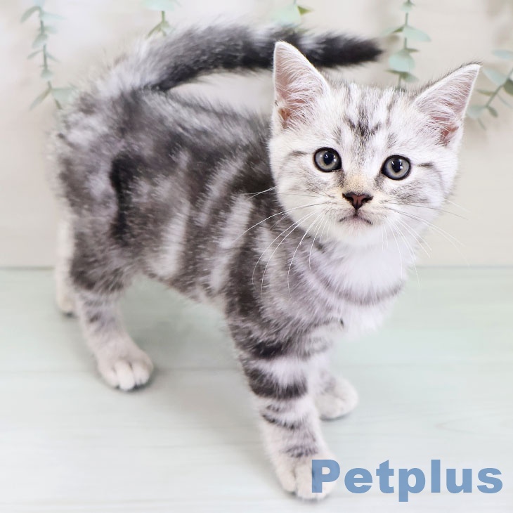 アメリカンショートヘア