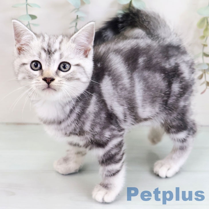 アメリカンショートヘア