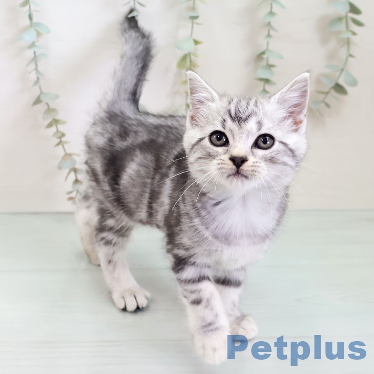 アメリカンショートヘア