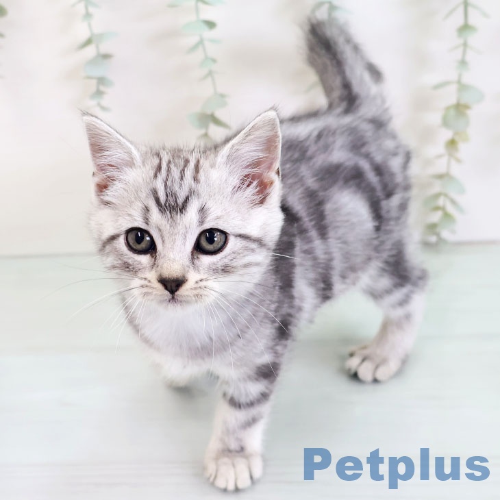 アメリカンショートヘアの写真2