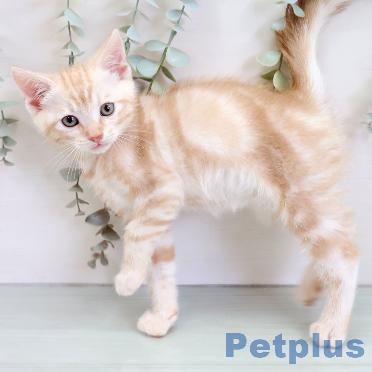 アメリカンショートヘア