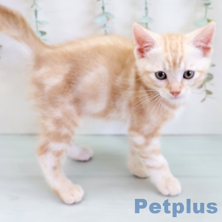 アメリカンショートヘアの写真2