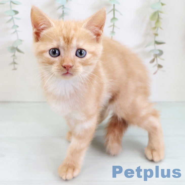福岡県のアメリカンショートヘアー (ペットプラス 八幡東店/2025年9月14日生まれ/男の子/レッドタビー)の子猫の1枚目の画像