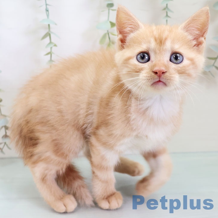 福岡県のアメリカンショートヘアー (ペットプラス 八幡東店/2025年9月14日生まれ/男の子/レッドタビー)の子猫の2枚目の画像