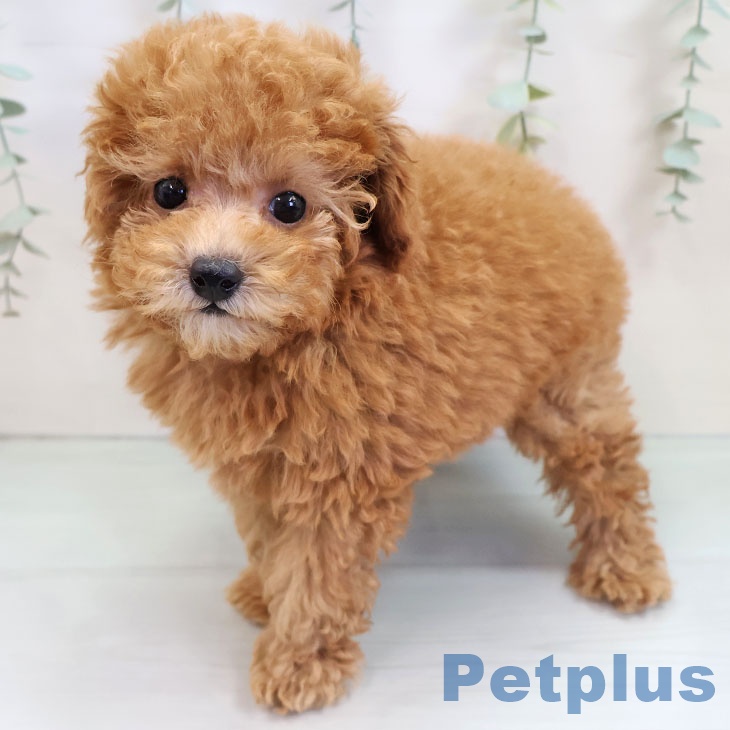宮崎県のトイプードル(トイ) (ペットプラス 宮崎店/2025年9月20日生まれ/女の子/アプリコット)の子犬の1枚目の画像