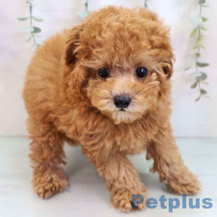 宮崎県のトイプードル(トイ) (ペットプラス 宮崎店/2025年9月20日生まれ/女の子/アプリコット)の子犬の2枚目の画像