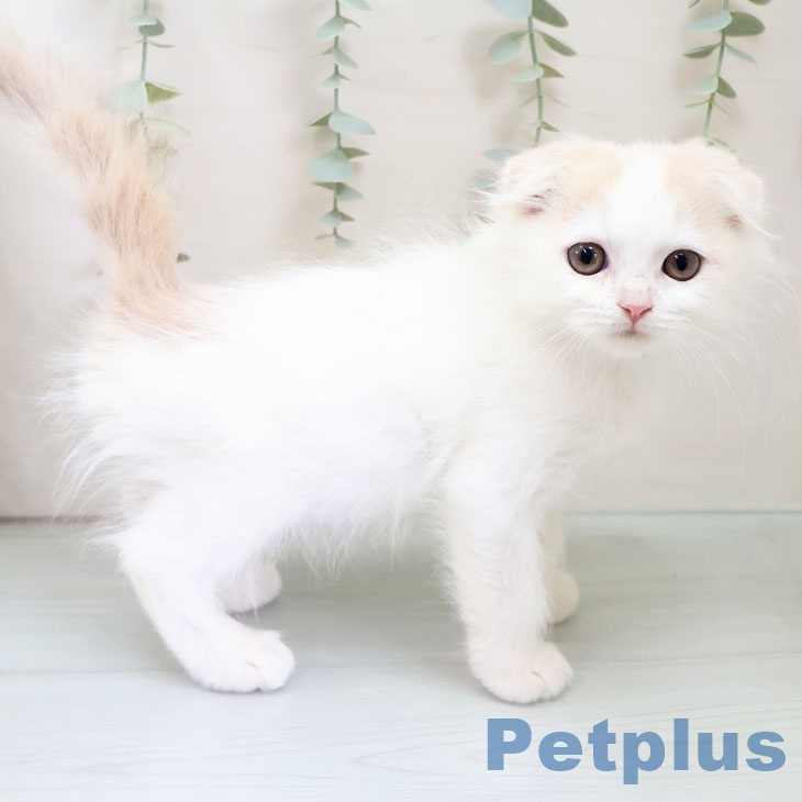 スコティッシュフォールド