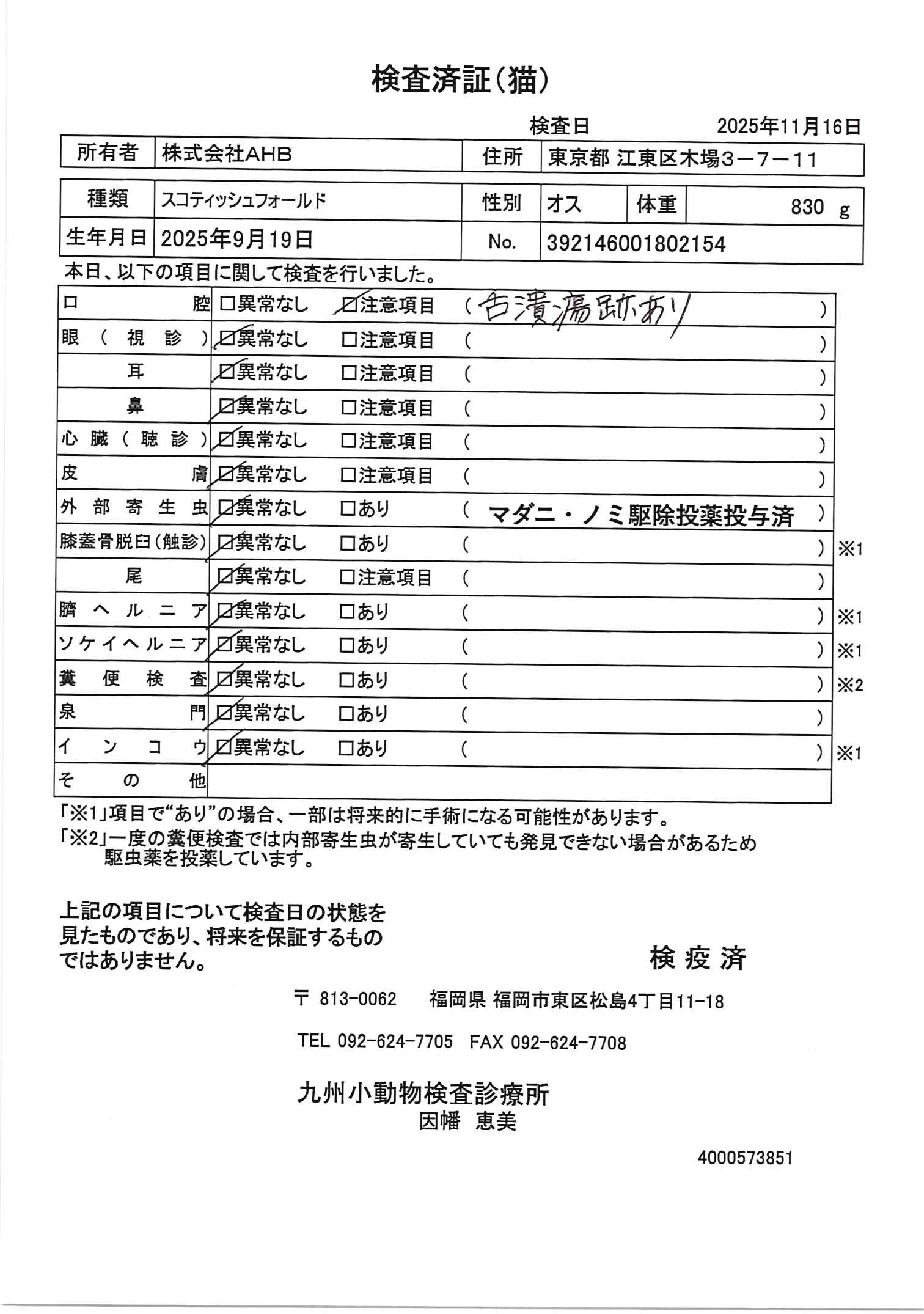 スコティッシュフォールド