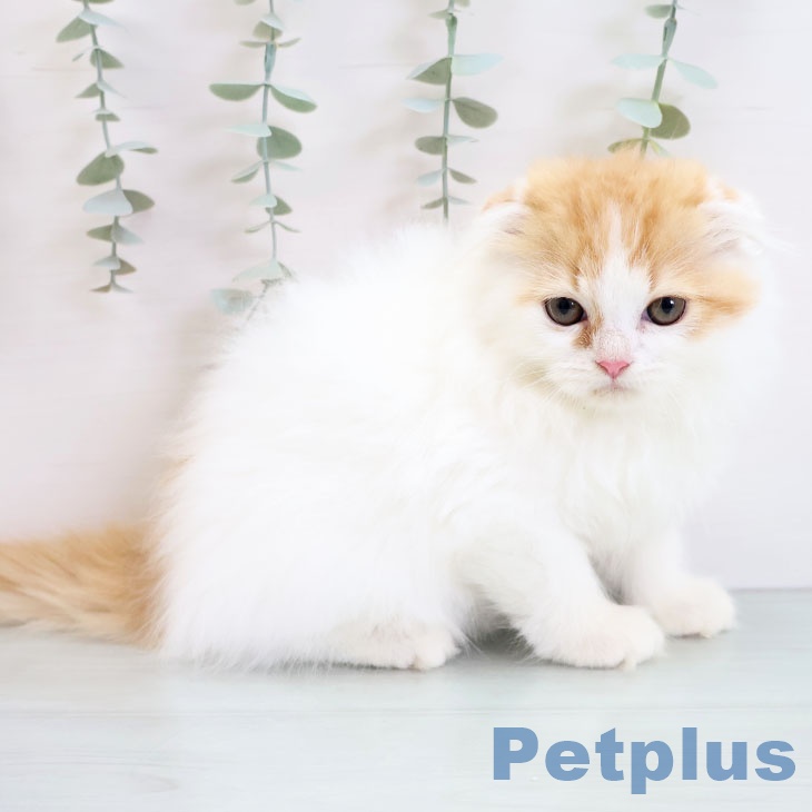 スコティッシュフォールド