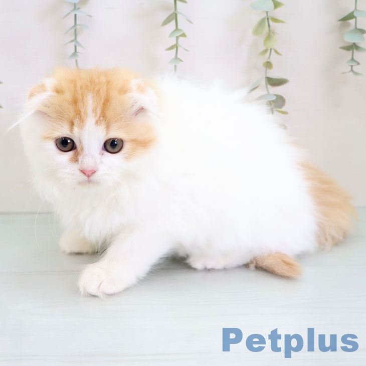 スコティッシュフォールド