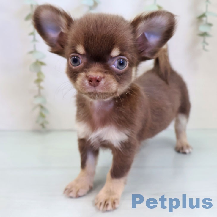 千葉県のチワワ(ロング) (ペットプラス 船橋店/2025年9月23日生まれ/男の子/チョコレートタンホワイト)の子犬の1枚目の画像