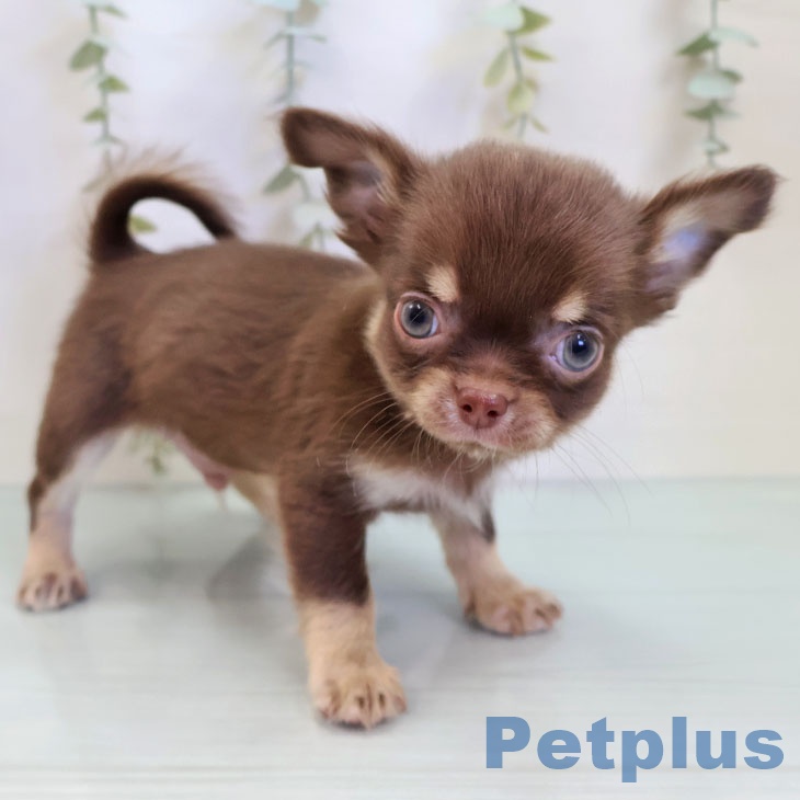 千葉県のチワワ(ロング) (ペットプラス 船橋店/2025年9月23日生まれ/男の子/チョコレートタンホワイト)の子犬の2枚目の画像