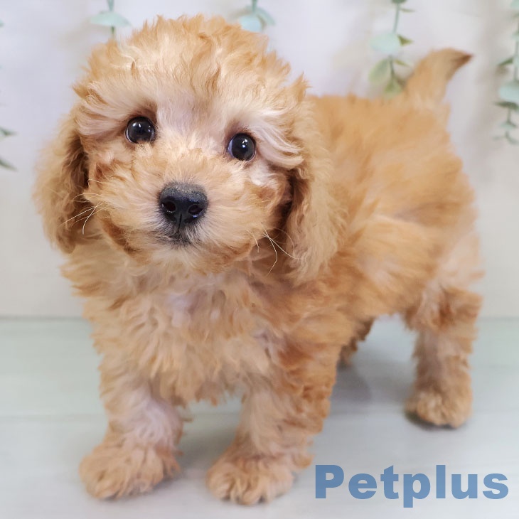 沖縄県のトイプードル(トイ) (ペットプラス 沖縄ライカム店/2025年9月23日生まれ/男の子/アプリコット)の子犬の1枚目の画像