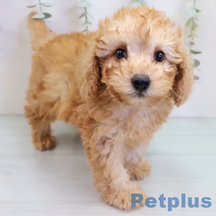 沖縄県のトイプードル(トイ) (ペットプラス 沖縄ライカム店/2025年9月23日生まれ/男の子/アプリコット)の子犬の2枚目の画像
